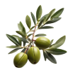 Olive Fruit Oil